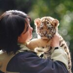 Roaring_Debut__11_Tiger_Cubs_Greet_Tourists_at_Kunming_s_Yunnan_Wild_Animal_Park