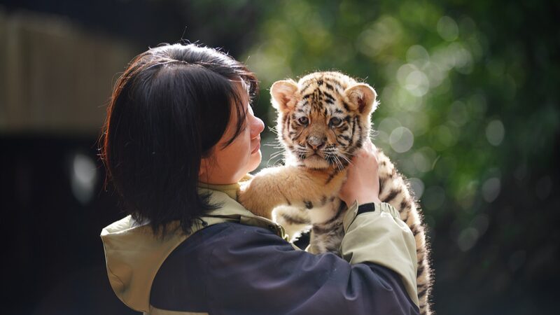 Roaring_Debut__11_Tiger_Cubs_Greet_Tourists_at_Kunming_s_Yunnan_Wild_Animal_Park