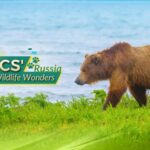 Russia_s_Majestic_Wildlife__Kamchatka_Brown_Bear__Siberian_Tiger__Amur_Leopard___Baikal_Seal