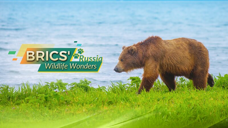 Russia_s_Majestic_Wildlife__Kamchatka_Brown_Bear__Siberian_Tiger__Amur_Leopard___Baikal_Seal - Khabar Asia Russia_s_Majestic_Wildlife__Kamchatka_Brown_Bear__Siberian_Tiger__Amur_Leopard___Baikal_Seal