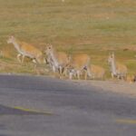Safe_Passage__Tibetan_Antelopes_Cross_Hoh_Xil_s_Highways_During_Annual_Migration
