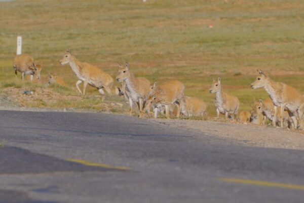 Safe Passage: Tibetan Antelopes Cross Hoh Xil’s Highways During Annual Migration Safe_Passage__Tibetan_Antelopes_Cross_Hoh_Xil_s_Highways_During_Annual_Migration