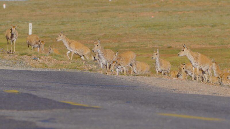Safe_Passage__Tibetan_Antelopes_Cross_Hoh_Xil_s_Highways_During_Annual_Migration - Khabar Asia Safe_Passage__Tibetan_Antelopes_Cross_Hoh_Xil_s_Highways_During_Annual_Migration