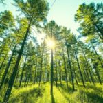 Saihanba: From Barren Highland to Lush Forest—A Six-Decade Transformation video poster