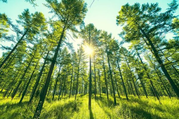 Saihanba: From Barren Highland to Lush Forest—A Six-Decade Transformation video poster