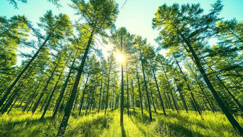 Saihanba_From_Barren_Highland_to_Lush_ForestA_Six-Decade_Transformation_poster - Khabar Asia Saihanba: From Barren Highland to Lush Forest—A Six-Decade Transformation video poster