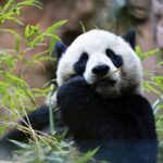San_Diego_Zoo_Welcomes_Giant_Pandas_Yun_Chuan_and_Xin_Bao_to_New_Panda_Ridge