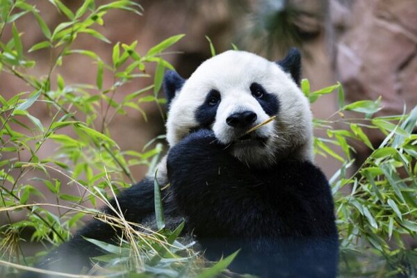 San Diego Zoo Welcomes Giant Pandas Yun Chuan and Xin Bao to New Panda Ridge San_Diego_Zoo_Welcomes_Giant_Pandas_Yun_Chuan_and_Xin_Bao_to_New_Panda_Ridge