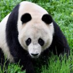 San Francisco Mayor Seeks to Bring Pandas Back from China