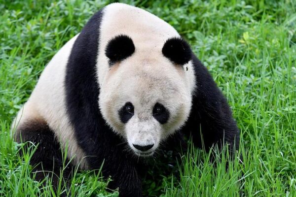 San Francisco Mayor Seeks to Bring Pandas Back from China