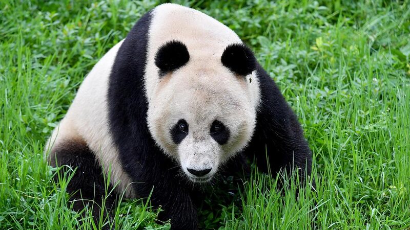 San_Francisco_Mayor_Seeks_to_Bring_Pandas_Back_from_China - Khabar Asia San Francisco Mayor Seeks to Bring Pandas Back from China