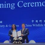 San Francisco Zoo to Host Giant Pandas Following Agreement with China