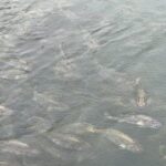 Sandu'ao's Golden Waters: Fujian's Haven for Yellow Croakers Transforms with Sustainable Aquaculture
