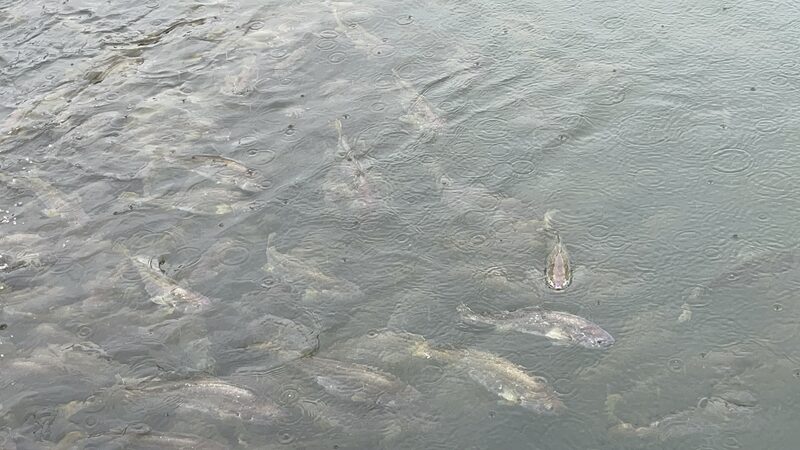 Sanduaos_Golden_Waters_Fujians_Haven_for_Yellow_Croakers_Transforms_with_Sustainable_Aquaculture - Khabar Asia Sandu'ao's Golden Waters: Fujian's Haven for Yellow Croakers Transforms with Sustainable Aquaculture