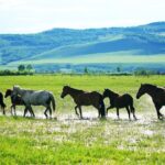 Sanhe_Horse__The_Pride_of_Hulun_Buir_Grasslands