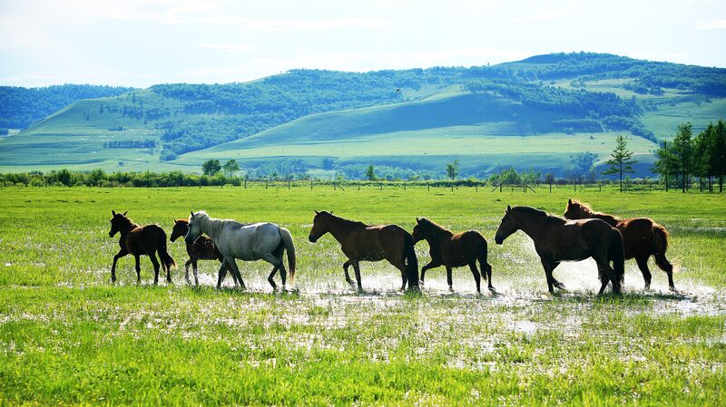 Sanhe_Horse__The_Pride_of_Hulun_Buir_Grasslands - Khabar Asia Sanhe_Horse__The_Pride_of_Hulun_Buir_Grasslands