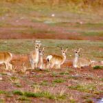 Sanjiangyuan_National_Park_Boosts_Biodiversity_on_Qinghai_Xizang_Plateau