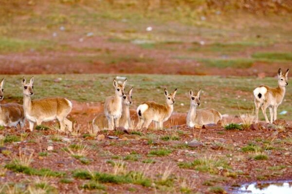 Sanjiangyuan National Park Boosts Biodiversity on Qinghai-Xizang Plateau Sanjiangyuan_National_Park_Boosts_Biodiversity_on_Qinghai_Xizang_Plateau