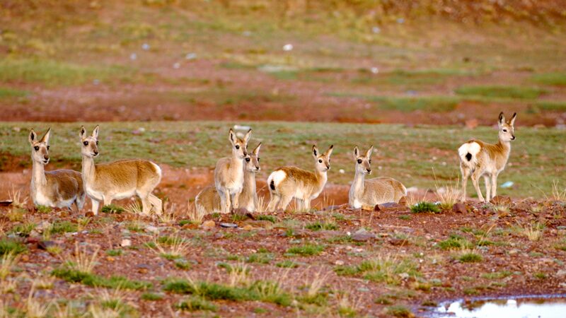 Sanjiangyuan_National_Park_Boosts_Biodiversity_on_Qinghai_Xizang_Plateau