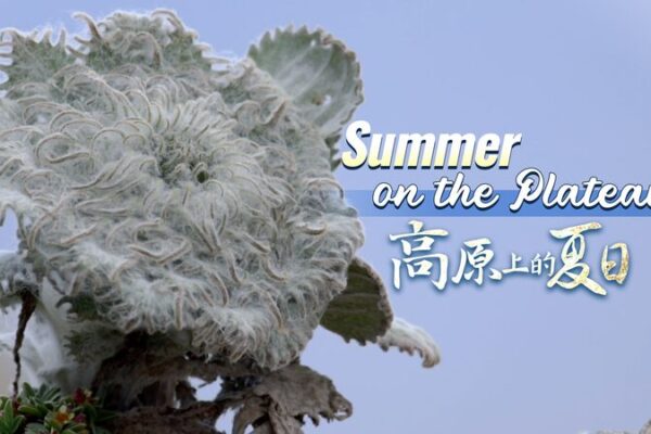 Saussurea Medusa: The Eight-Year Bloom of the Qinghai-Xizang Plateau Saussurea_Medusa__The_Eight_Year_Bloom_of_the_Qinghai_Xizang_Plateau video poster