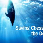 Saving Chess: A Dolphin's Miraculous Return to the Sea in Hainan video poster