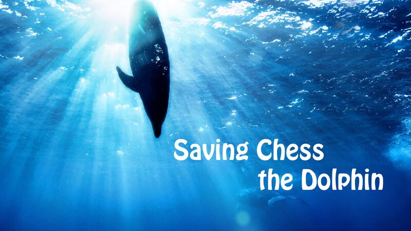 Saving_Chess_A_Dolphins_Miraculous_Return_to_the_Sea_in_Hainan_poster - Khabar Asia Saving Chess: A Dolphin's Miraculous Return to the Sea in Hainan video poster