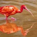 Scarlet Ibis, 'World's Reddest Bird,' Spotted in Nanning Wetland