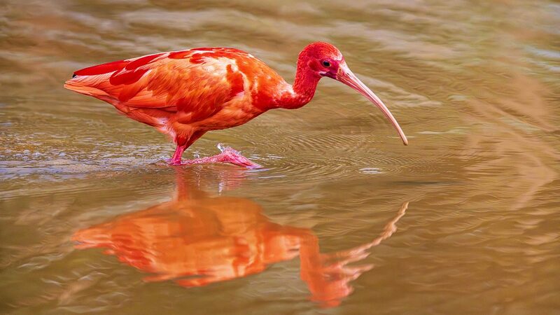 Scarlet_Ibis_Worlds_Reddest_Bird_Spotted_in_Nanning_Wetland - Khabar Asia Scarlet Ibis, 'World's Reddest Bird,' Spotted in Nanning Wetland