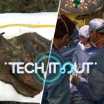 Science_Saturday__Mammoth_Genome_Mapped__Black_Hole_Discovered__Pig_Transplant_Fails video poster