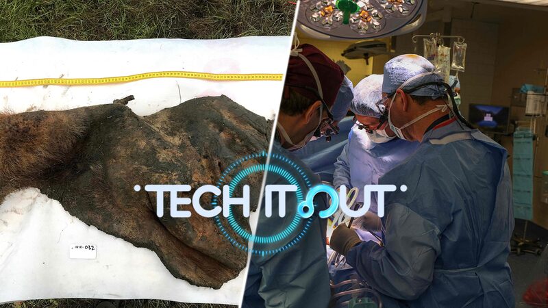 Science_Saturday__Mammoth_Genome_Mapped__Black_Hole_Discovered__Pig_Transplant_Fails video poster