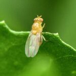 Scientists_Achieve_Neurobiological_Milestone_by_Mapping_Fruit_Fly_Brain