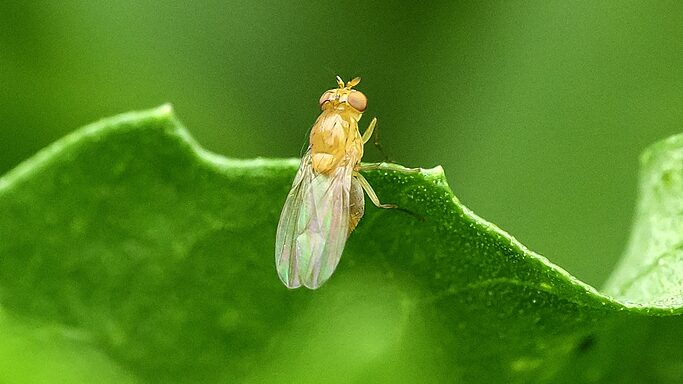 Scientists_Achieve_Neurobiological_Milestone_by_Mapping_Fruit_Fly_Brain - Khabar Asia Scientists_Achieve_Neurobiological_Milestone_by_Mapping_Fruit_Fly_Brain