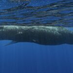 Scientists Begin Decoding the Language of Sperm Whales