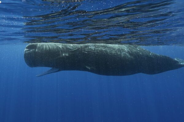 Scientists Begin Decoding the Language of Sperm Whales Scientists Begin Decoding the Language of Sperm Whales