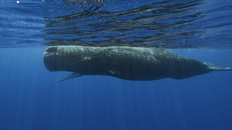 Scientists_Begin_Decoding_the_Language_of_Sperm_Whales - Khabar Asia Scientists Begin Decoding the Language of Sperm Whales