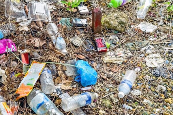 Scientists Discover Lesser Mealworm’s Potential to Combat Plastic Waste Scientists_Discover_Lesser_Mealworm_s_Potential_to_Combat_Plastic_Waste