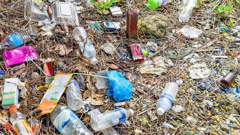 Scientists_Discover_Lesser_Mealworm_s_Potential_to_Combat_Plastic_Waste