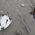 Scientists Explore Why Bird Flu Rarely Affects Humans Despite Animal Toll