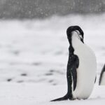 Scientists Probe Mass Penguin Deaths in Antarctica Amid Bird Flu Fears