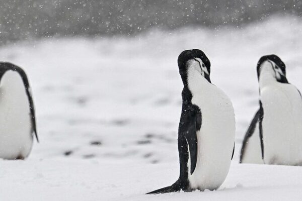 Scientists Probe Mass Penguin Deaths in Antarctica Amid Bird Flu Fears Scientists Probe Mass Penguin Deaths in Antarctica Amid Bird Flu Fears