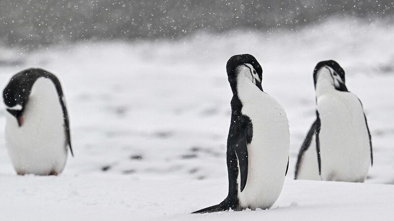 Scientists_Probe_Mass_Penguin_Deaths_in_Antarctica_Amid_Bird_Flu_Fears - Khabar Asia Scientists Probe Mass Penguin Deaths in Antarctica Amid Bird Flu Fears