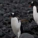 Scientists Sound Alarm as Bird Flu Reaches Antarctic Penguins