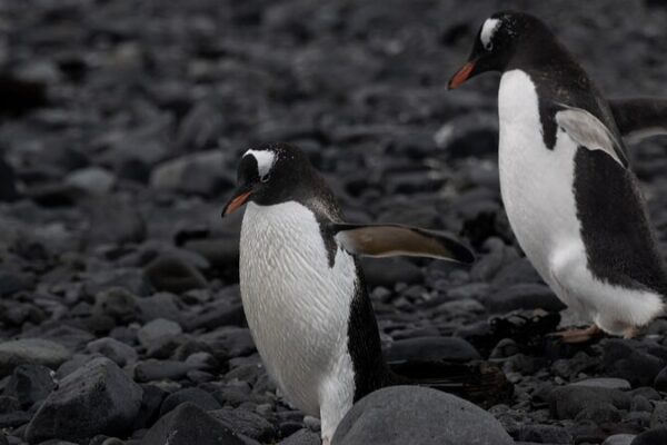 Scientists Sound Alarm as Bird Flu Reaches Antarctic Penguins