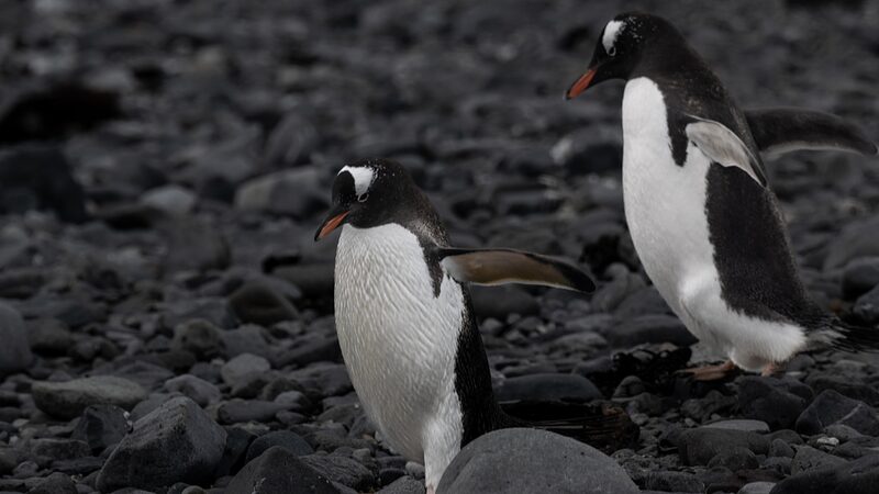 Scientists_Sound_Alarm_as_Bird_Flu_Reaches_Antarctic_Penguins - Khabar Asia Scientists Sound Alarm as Bird Flu Reaches Antarctic Penguins