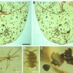 Scientists Uncover 100-Million-Year-Old Tapeworm Fossil in Myanmar Amber