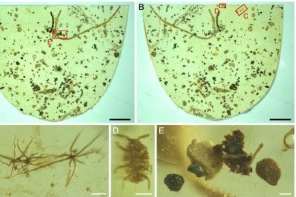 Scientists Uncover 100-Million-Year-Old Tapeworm Fossil in Myanmar Amber Scientists Uncover 100-Million-Year-Old Tapeworm Fossil in Myanmar Amber