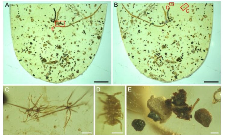 Scientists Uncover 100-Million-Year-Old Tapeworm Fossil in Myanmar Amber