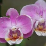Scientists_Unveil_Factors_Driving_Extinction_Risks_in_China_s_Angiosperms