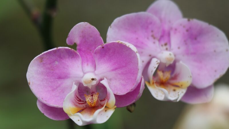 Scientists_Unveil_Factors_Driving_Extinction_Risks_in_China_s_Angiosperms - Khabar Asia Scientists_Unveil_Factors_Driving_Extinction_Risks_in_China_s_Angiosperms