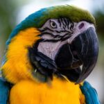 Scientists Unveil New Bird Family Tree, Redefining Avian Evolution